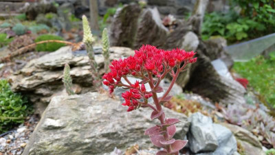 Sedum sempervivoides 24.06.18.jpg