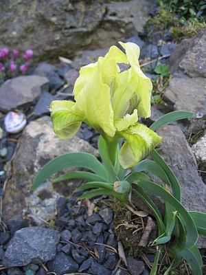 Iris_welche_fars_2007.jpg