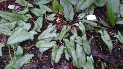 Cyclamen pfeilblättrig 180118.jpg