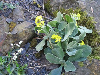 Primula_auricula_ohne_Auge_fars_2007.jpg