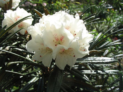 Rhododendron_roxieanum_var._oreonastes_fars_2007.jpg
