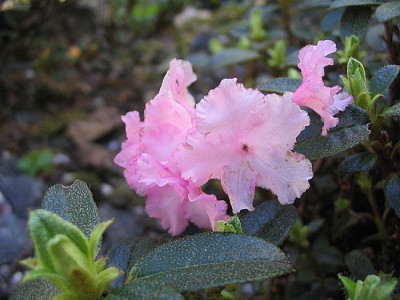 Rhododendron_cephalanthum_crebreflorum_fars_2007.jpg