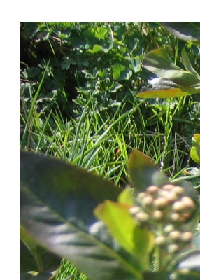 Kopie_von_Kopie_von_Garten_013.jpg