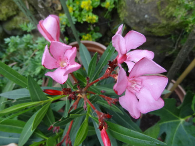 grandiflorum rose.JPG