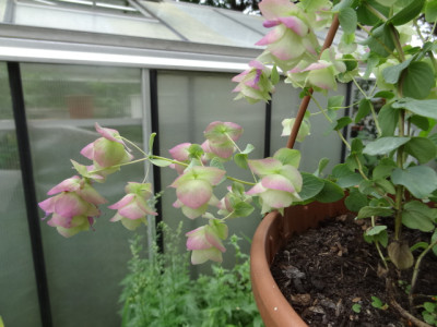 Origanum rotundi..JPG