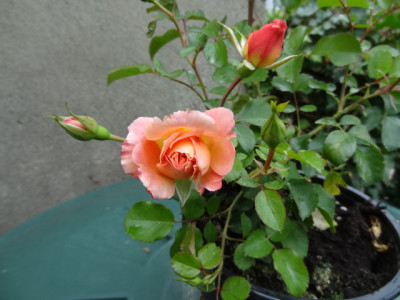 Rose Cubana.JPG
