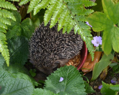 Igel.18-5.jpg