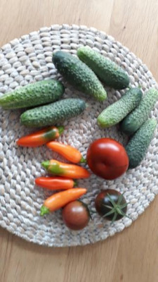 Gurken Tomaten Paprika 24.06.2018.jpg