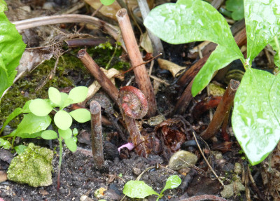 2018-06-24 Farne Woodwardia unigemmata.jpg