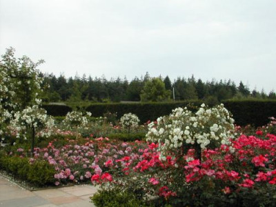 Rosen_Rosemoor.jpg