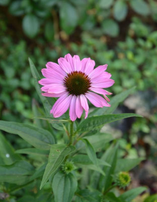 Echinacea-Sämling.18-6.jpg