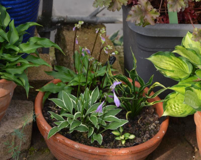 Hosta-Töpfe.18-2.jpg