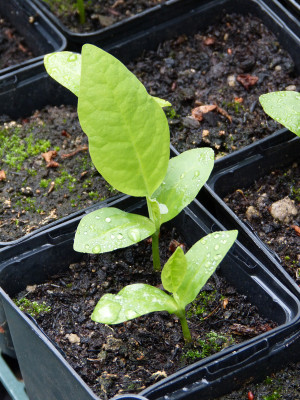 2018-06-24 Magnolia 'Ashei'.jpg