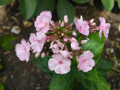 Phlox paniculata 'Pinky Hill' 2018 06-19 01.jpg.JPG
