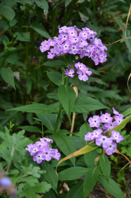 Phlox-blau.18-1.jpg