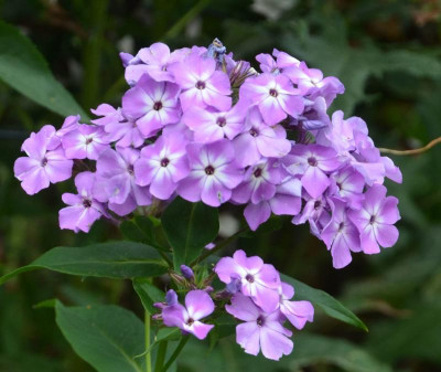 Phlox-blau.18-1a.jpg