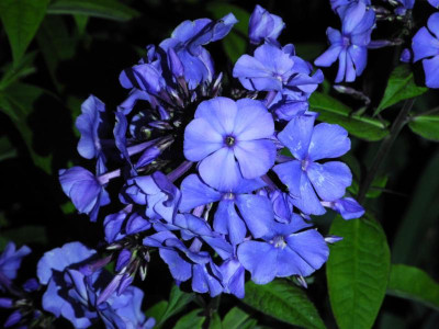 Phlox paniculata 'Blauer Morgen' 2018-06-24 03.jpg.JPG