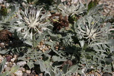 IMG_2396_eCentaurea_pindicola.JPG