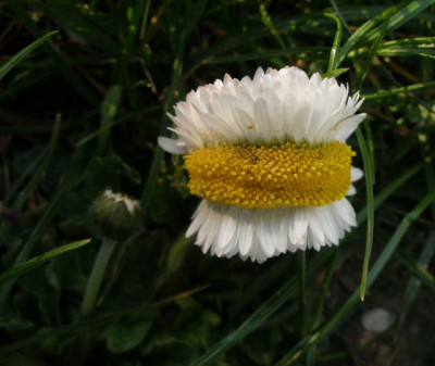 2007-04-14_bellis.jpg