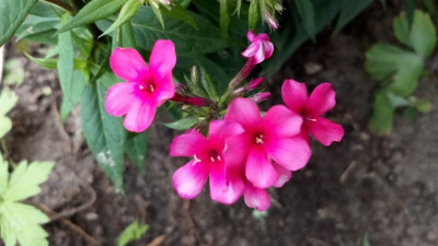 IMG_20180625_175913.jpg