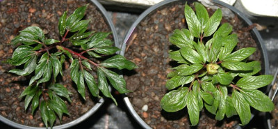 IMG_2381_ePaeonia.JPG