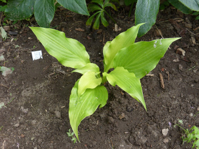2018-06-25 Hosta.jpg