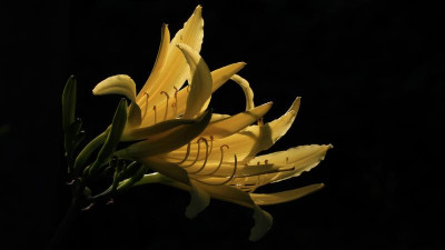 GidW - H citrina.jpg
