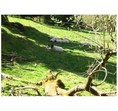 erstes_Lammchen_07.jpg