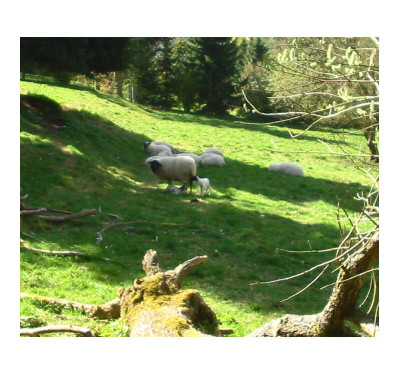 zweites_Lammchen_07.jpg