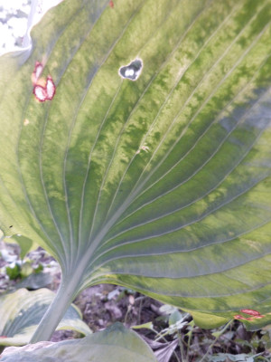 2018-06-25 Hosta 3.jpg