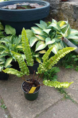 2018-06-21 Asplenium scolopendrium 'Franz Hahn'.jpg