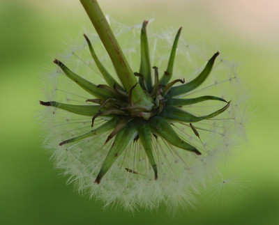 Pusteblume-gruen.jpg