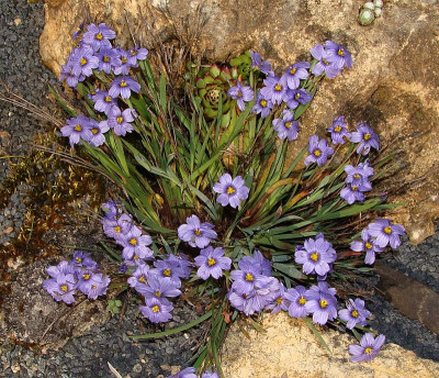 Sisyrinchium Blue Sky6.jpg