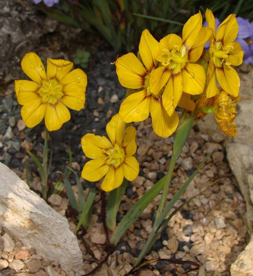 Sisyrinchium macrocarpum6.jpg