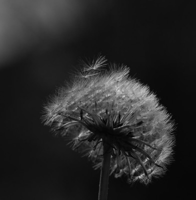 Pusteblume-Schwarzlicht.jpg