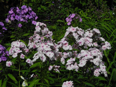 DSCN3411.JPG