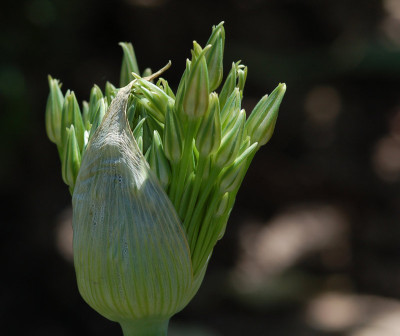 Allium-Explosion.jpg