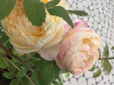 4333BE0F-DF5E-4D68-9DD4-20D0ECD42941.jpeg