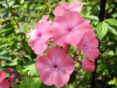 Phlox paniculata ''Württembergia' 2017-08-28 3.jpg.JPG