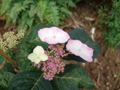 DSC02591.JPG