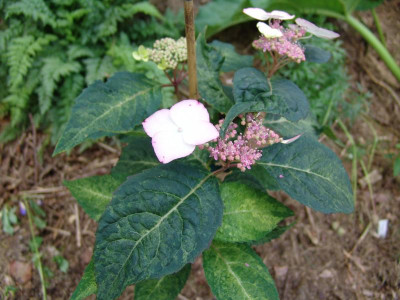 DSC02592.JPG