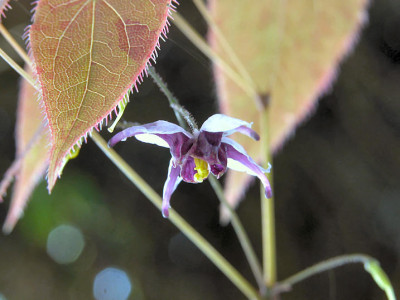 Epimedium_mikinorii.jpg
