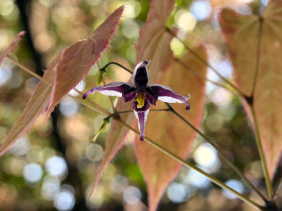 Epimedium_mikinorii_1.jpg