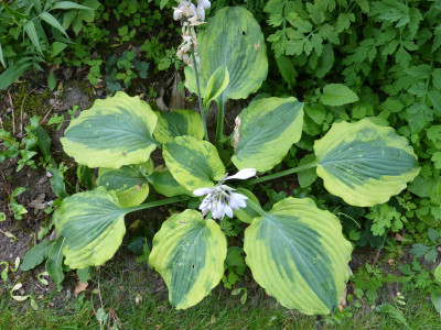 2018-06-25 Hosta 4.jpg