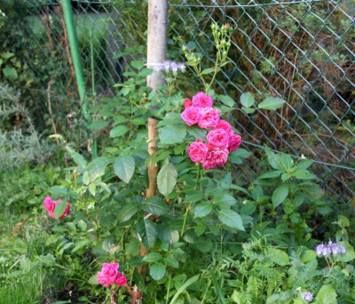 IMG_8276.jpg