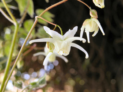 Epimedium_grand._flav..jpg