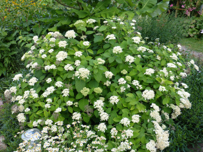 2018-06-26 Hydrangea arborescens subsp. radiata.jpg