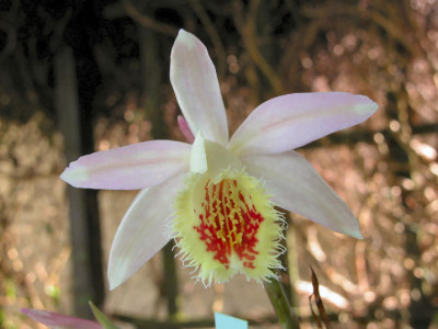Pln.Shantung_Ridgeway.jpg