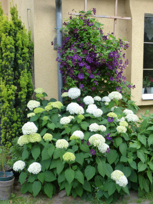 2018-06-26 Hydrangea arborescens 'Annabelle'.jpg