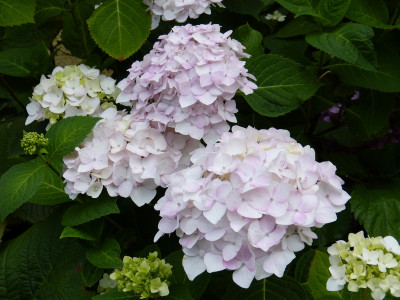 2018-06-26 Hydrangea 'The Bride'.jpg